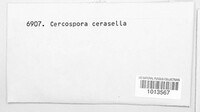 Mycosphaerella cerasella image